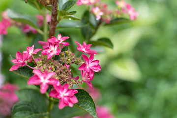 鮮やかな紫陽花　ピンク