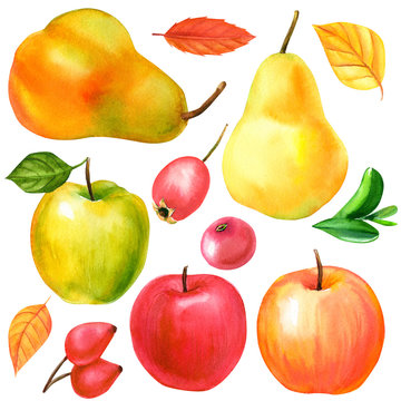 autumn set of dry leaves, fruits, apples, pears, berries on an isolated white background, watercolor painting, hand drawing