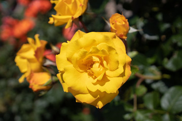 黄色いバラ　美しいバラ