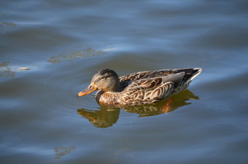 duck in the water