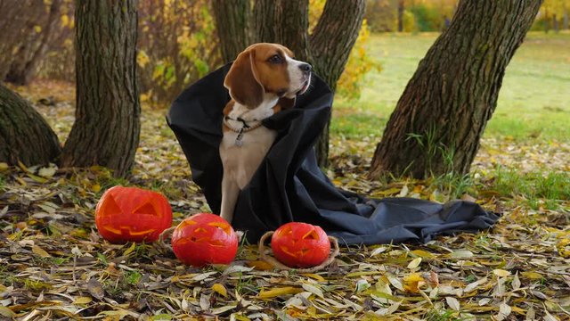 Dog wear dark cloak costume for halloween, Jack-O-Lanterns lie on the ground in front. Handsome Beagle portrait at autumn park, doggy look aside with attention, then turn head