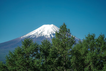 Beautiful view Mt. Fuji with snow, blue sky and fresh grass in summer at Yamanashi, Japan.