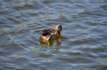 duck in the water