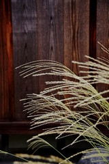 日本の初秋の風景