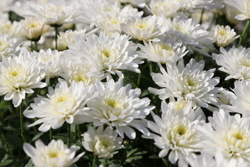 Flower miracles bathed in sunlight