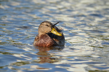 duck in the water