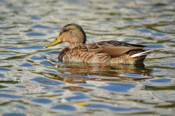duck in the water