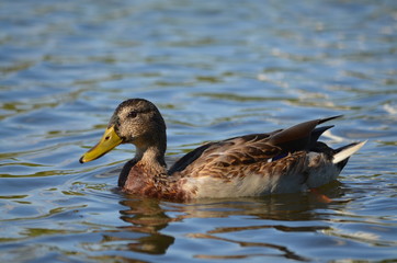 duck in water