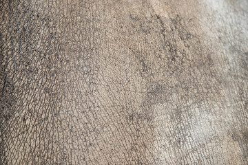 Closeup Abstract Skin images background of Rhino skin in wildlife.
