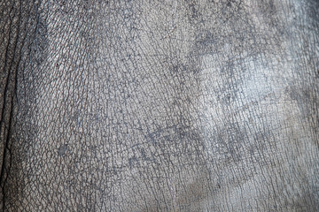 Closeup Abstract Skin images background of Rhino skin in wildlife.