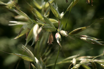 grass seeds
