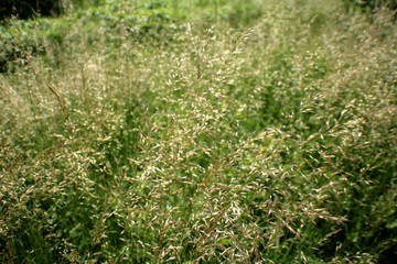 green grass 