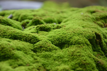 Beautiful green moss on the floor, moss closeup, macro. Beautiful background of moss for wallpaper....