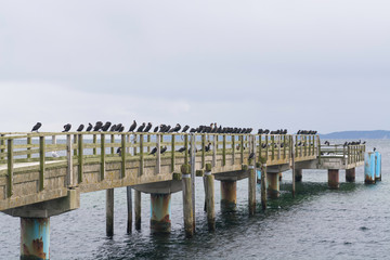 Fototapeta na wymiar Sassnitz - zamknięte molo oaza kormoranów