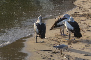 Young Australian Pelican's waiting on shore near Cairns in Tropical North Queensland, Australia