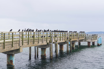 Sassnitz - zamknięte molo oaza kormoranów