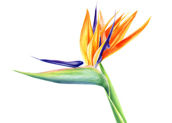 tropical strelitzia flowers on an isolated white background, watercolor illustration