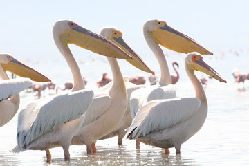 Pelican Caribbean Bird nature Bonaire island Caribbean Sea