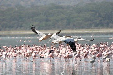 Pelican Caribbean Bird nature Bonaire island Caribbean Sea