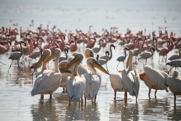 Pelican Caribbean Bird nature Bonaire island Caribbean Sea