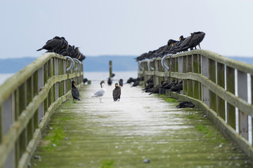 Sassnitz - zamknięte molo oaza kormoranów