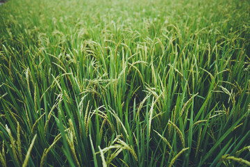 Green rice fields  rice in the morning