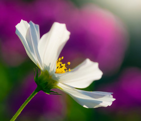 Cosmos flowers on a blurred background.