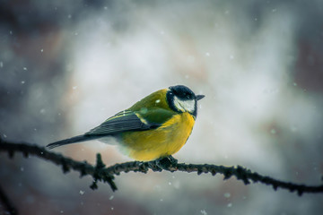 Titmouse on a snowy winter day