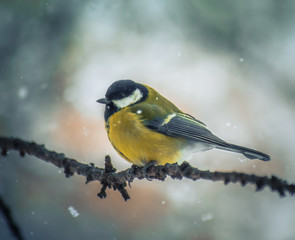 Naklejka premium Titmouse on a snowy winter day