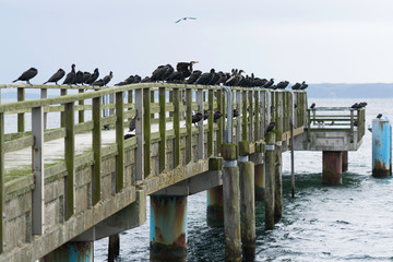 Sassnitz - zamknięte molo oaza kormoranów - obrazy, fototapety, plakaty