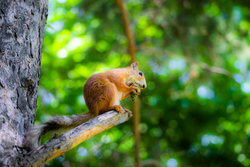 Squirrel sits on a tree and gnaws a nut.