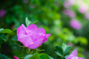 Blooming pink wild rose spring day