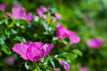 Blooming pink wild rose spring day