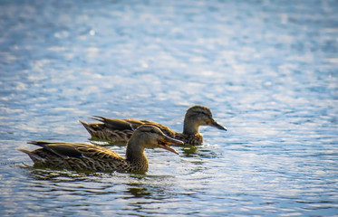 Wild ducks in the river