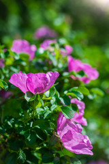 Blooming pink wild rose spring day