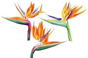 Küchenrückwand Plexiglas Strelitzia tropische Strelitziablumen auf einem isolierten weißen Hintergrund, Aquarellillustration