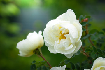 Obraz premium Blooming white rosehip spring