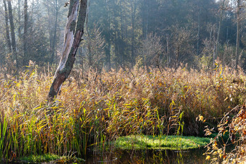 Polska złota jesień w dolinie rzeki Supraśl, Podlasie, Polska © podlaski49