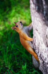 Squirrel climbs to top a tree