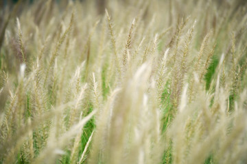 Fototapeta premium close up of beautiful reeds grass background