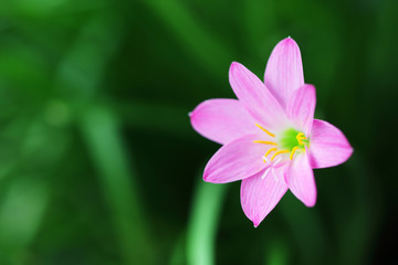 close up of beautiful pink rain lily flower