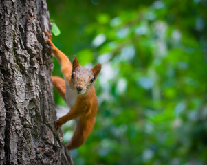 Naklejka na ściany i meble Squirrel climbs to top a tree