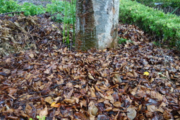 Obraz premium 雨の日の落ち葉と木の幹