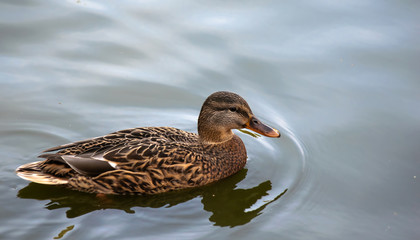 Wild ducks in the river.