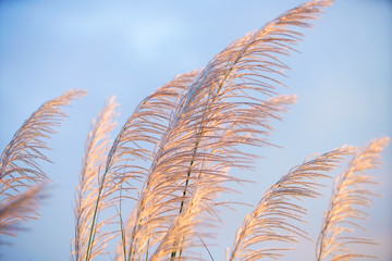 wind blowing reeds flower against sunset light
