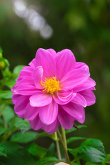 Obraz premium flowering pink dahlias in garden