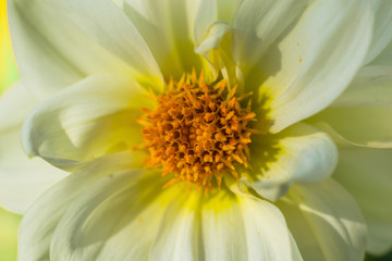 flowering yellow dahlias close up