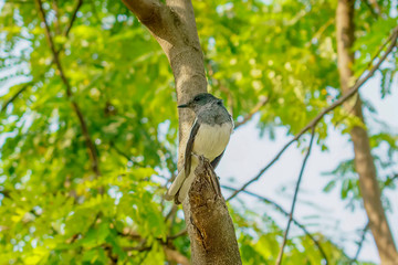 Bird on tree