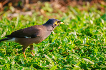 Birds are looking at something interesting.