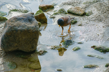 Birds are looking for food.